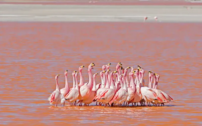Laguna Colorada – Você sabia que existe um lago vermelho gigante na Bolívia?
